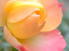 rose flower