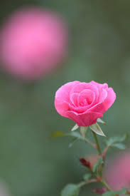 rose flower