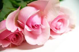 rose flower