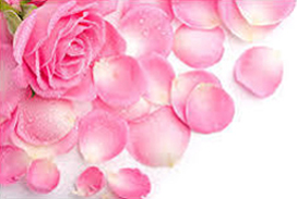 rose flower