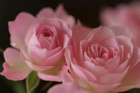 rose flower