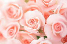 rose flower