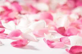 rose flower