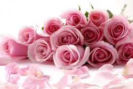 rose flower
